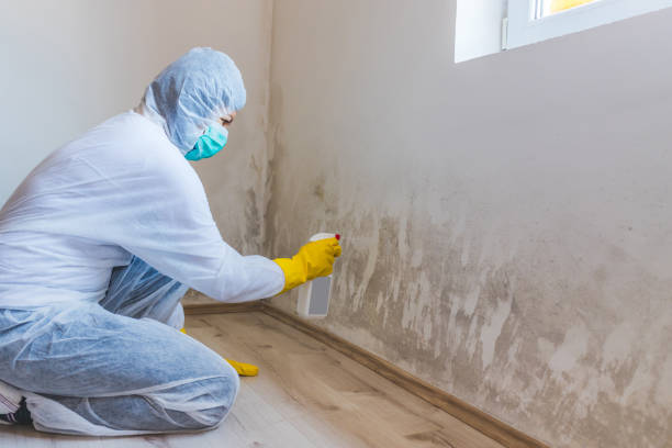 Licensed Black Mold Removal service in Ashburn, VA - WQB Mold Removal