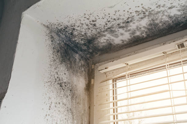Affordable Black Mold Removal solutions in Ashburn, VA